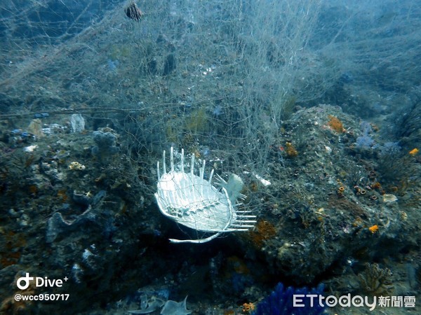 ▲海龜遭廢棄刺網纏死！　「破碎屍體海底漂盪」潛客心痛記錄畫面。（圖／吳祖狀提供）