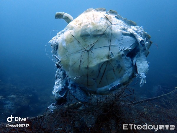 ▲海龜遭廢棄刺網纏死！　「破碎屍體海底漂盪」潛客心痛記錄畫面。（圖／吳祖狀提供）