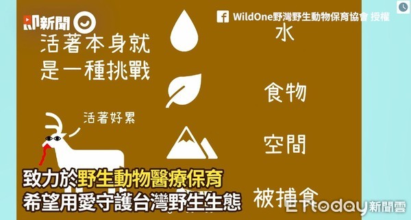 ▲▼活著好難...5年500隻瀕危野生動物被救援　送醫路程「至少4小時」。（圖／即新聞／WildOne野灣野生動物保育授權提供，下同）