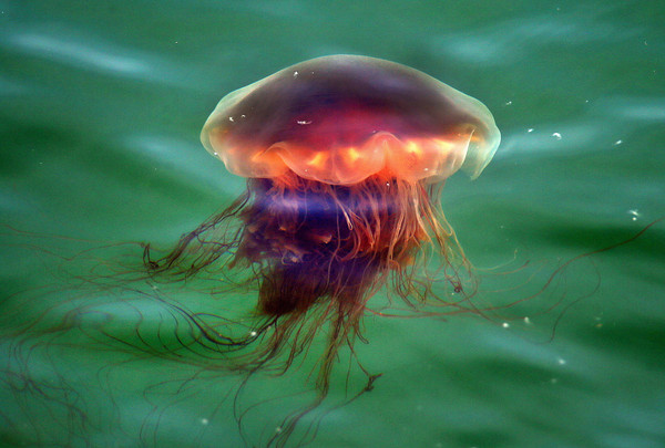 ▲▼「獅鬃水母」（The Lion`s Mane jellyfish）。（圖／CFP）