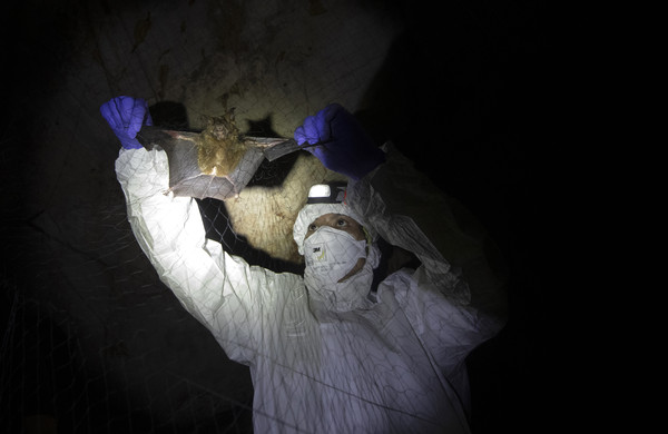 ▲▼ 泰國賽育國家公園（Sai Yok National Park）一名研究人員從洞穴陷阱網取出一隻蝙蝠 。（圖／達志影像／美聯社）