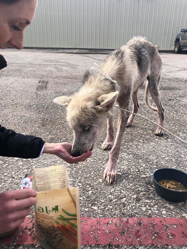 ▲▼哈士奇被虐待 餓成禿毛骷髏（圖／翻攝自Facebook／PetAngelsRescue）