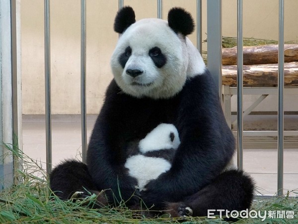 大貓熊寶寶柔柔第二階段命名。（圖／台北市立動物園提供）