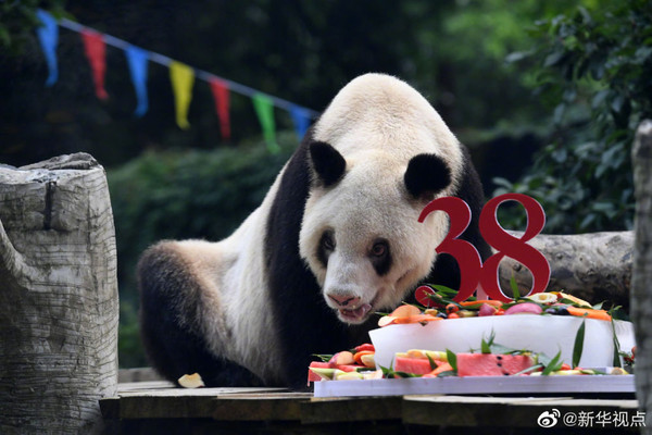 ▲▼大熊貓新星開心度過38歲生日 。（圖／新華社）