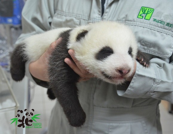 ▲▼北市動物園大貓熊寶寶「圓仔妹」命名活動17日至26日進入第二階段。（圖／台北市立動物園提供）