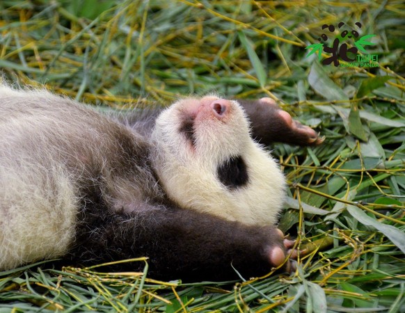 ▲▼北市動物園大貓熊寶寶「圓仔妹」命名活動17日至26日進入第二階段。（圖／台北市立動物園提供）