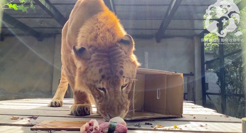 ▲▼阿彪10歲生日。（圖／翻攝屏東科技大學保育類野生動物收容中心）