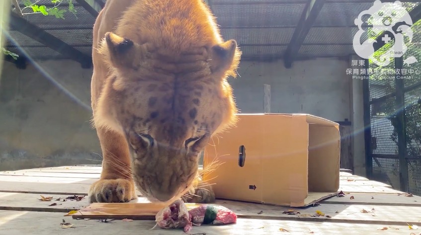 ▲▼阿彪10歲生日。（圖／翻攝屏東科技大學保育類野生動物收容中心）