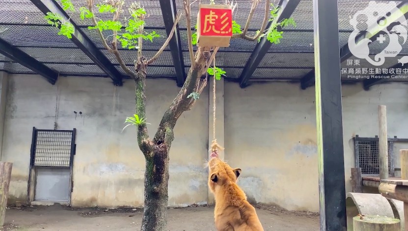 ▲▼阿彪10歲生日。（圖／翻攝屏東科技大學保育類野生動物收容中心）