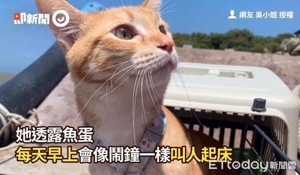 ▲▼貓抓板代言人。（圖／即新聞／飼主吳小姐）