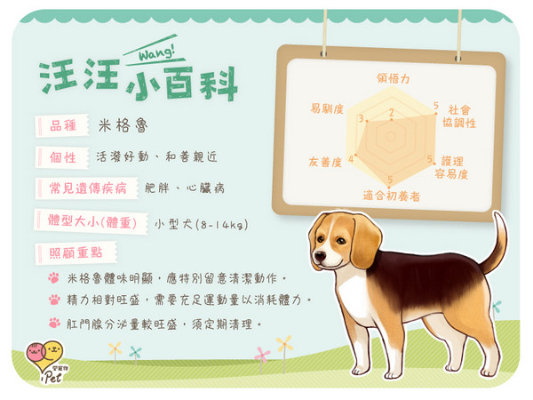 iPet愛寵物,狗狗品種,米格魯犬