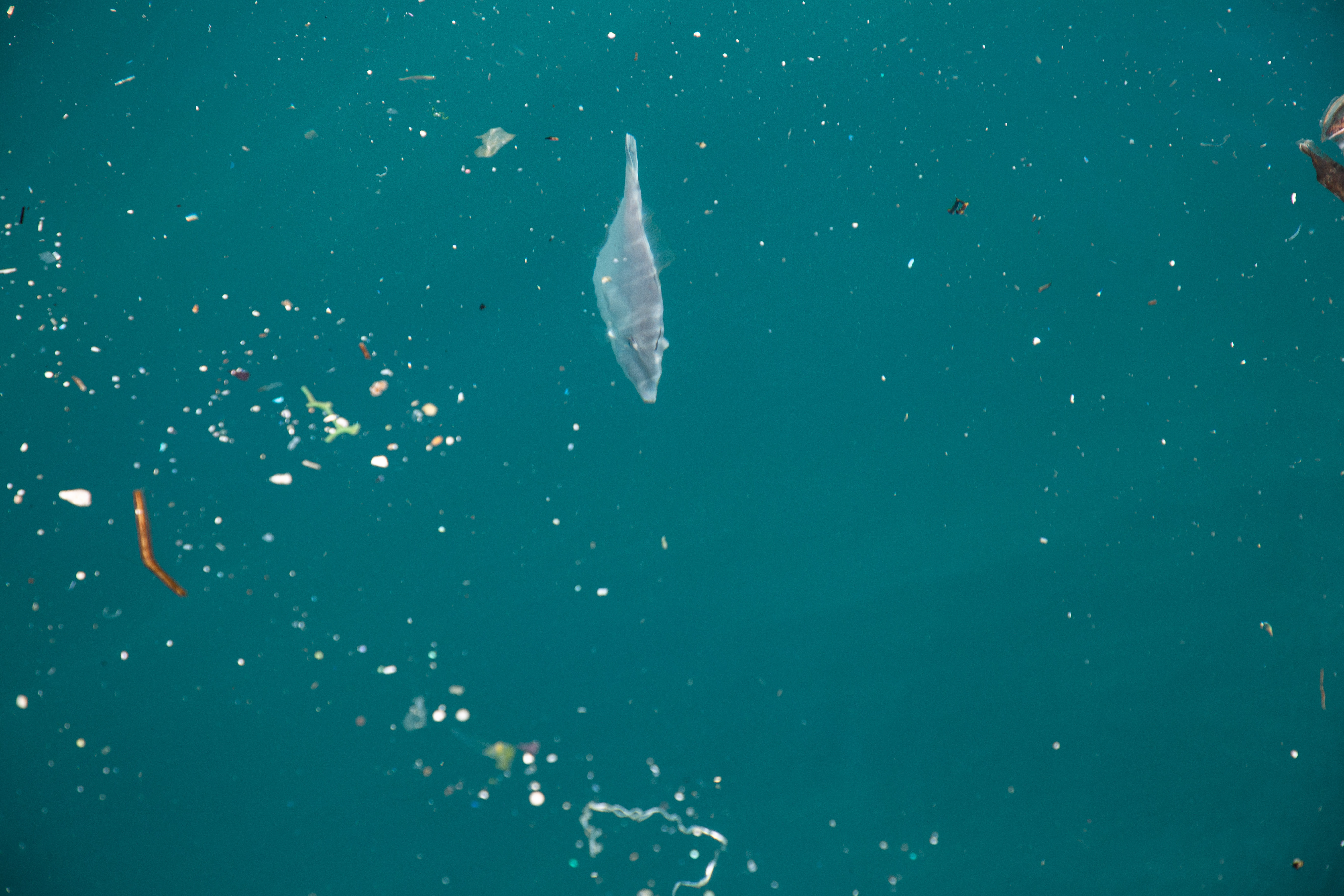 ▲▼2019年台灣沿海塑膠微粒四季調查結果發佈。（圖／黑潮海洋文教基金會提供）