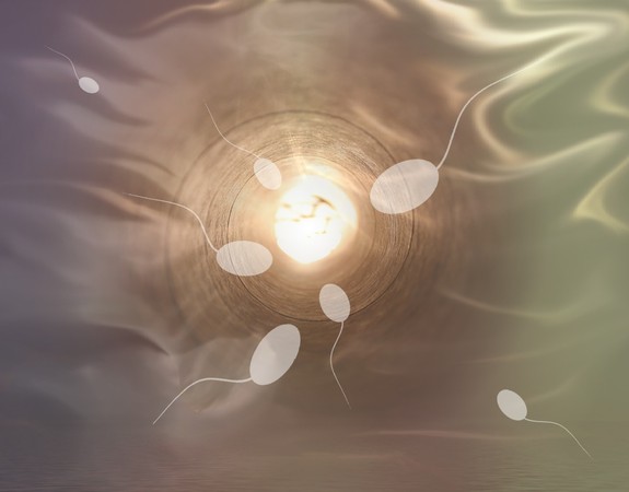 ▲▼精子與卵子結合。（圖／取自免費圖庫Pixabay）