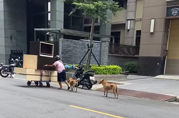 ▲嬤緩推回收車！2忠犬肉身保護「從不超車」　網見暖心舉動鼻酸。（圖／有點毛毛的／網友Jennilyn Tsai提供）