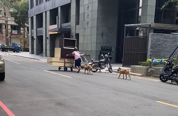 ▲嬤緩推回收車！2忠犬肉身保護「從不超車」　網見暖心舉動鼻酸。（圖／有點毛毛的／網友Jennilyn Tsai提供）