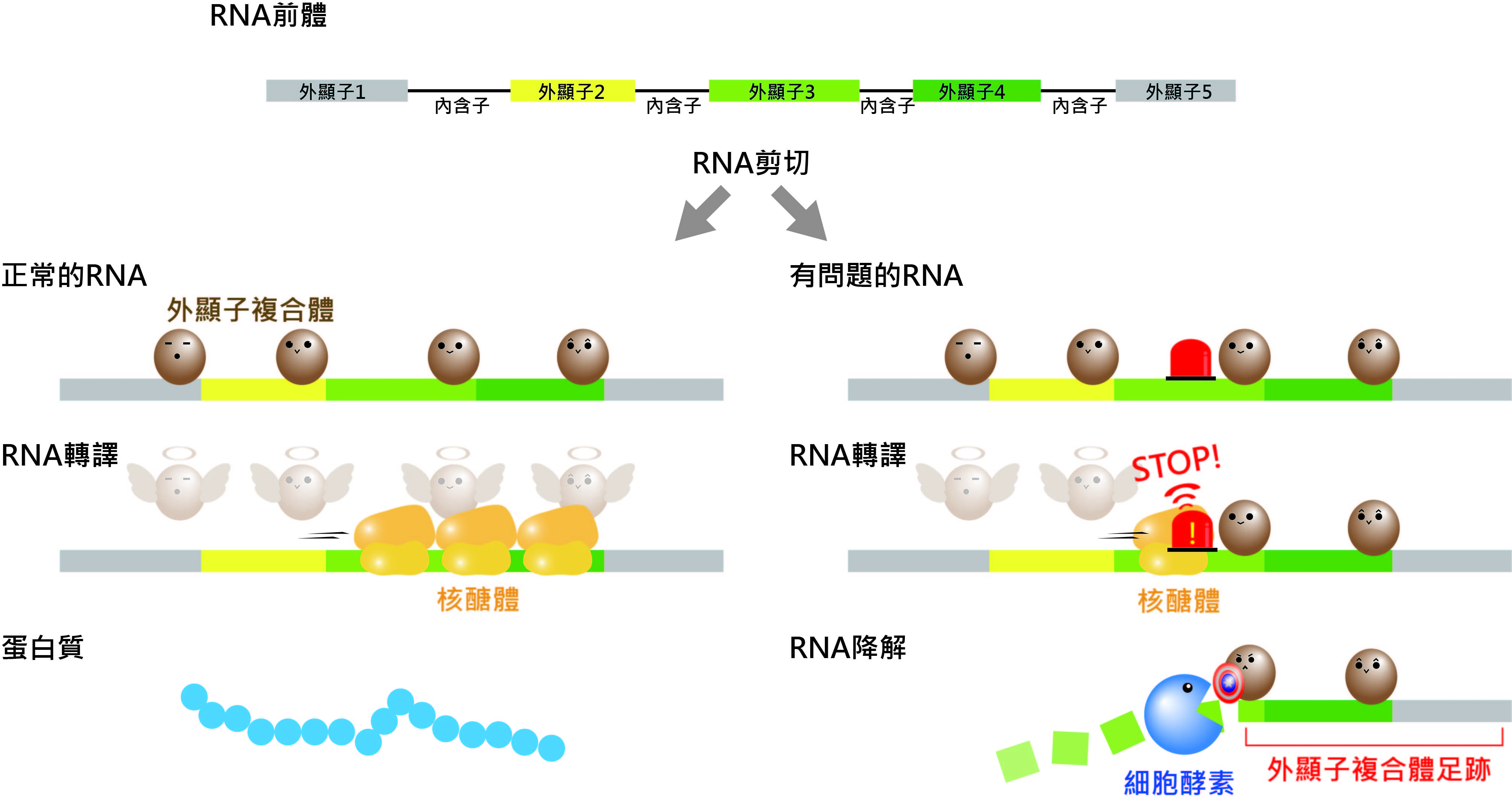 ▲▼  領先全球！中研院破解RNA「死亡時間」　盼助植物抗病、提高農產量 。（圖／中央研究院提供）