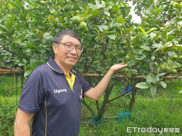 ▲從科技業退休的農友林韋宏，種有機檸檬拚出好成績           。（圖／記者陳崑福翻攝）