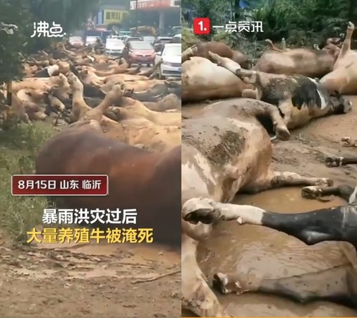 ▲養殖場牛隻被洪水沖走，慘死街頭。（圖／翻攝自沸點視頻）