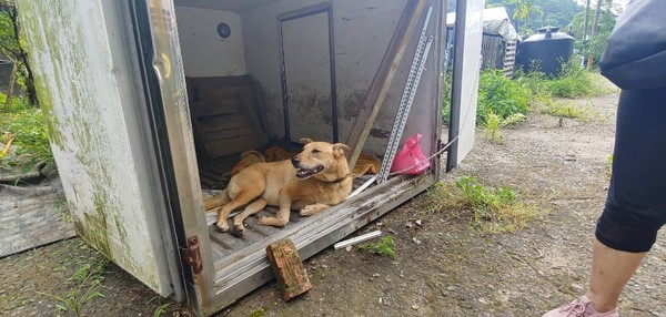 ▲▼浪犬腳長腫瘤，80歲伯著急求助。（圖／新北市動保處提供）