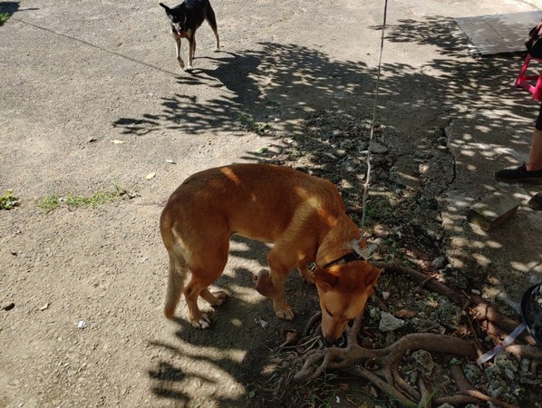 ▲▼浪犬腳長腫瘤，80歲伯著急求助。（圖／新北市動保處提供）