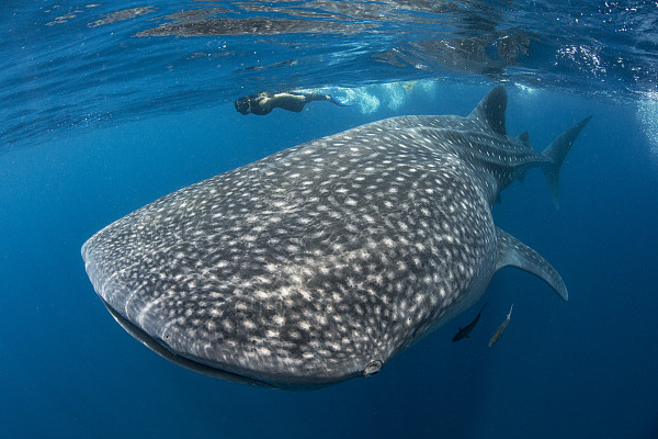 ▲▼鯨鯊,鯊魚,Whale shark,示意圖。（圖／視覺中國）