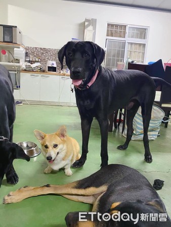 ▲高山犬狂蓋火鍋...柯基躲桌身高成優勢　牠腿太長傻眼。（圖／網友鍾湘婷授權提供）