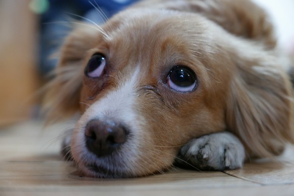 ▲▼北韓平壤居民早就與南韓一樣，流行飼養寵物犬。（圖／俄羅斯駐北韓使館臉書粉專）