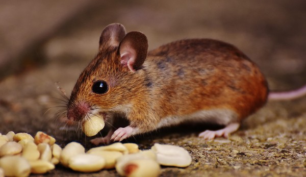 ▲▼老鼠吃米。（圖／取自免費圖庫pixabay）