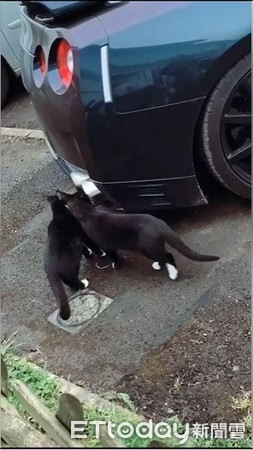 ▲兩黑貓頭塞進去...搶吸排氣管　車主捕獲蓋肉墊印兇手。（圖／有點毛毛的／詹小煋）