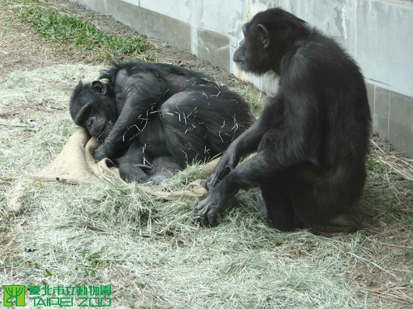 天氣驟降，台北市立動物園提供動物保溫設備，黑猩猩不需要教導，自己會想辦法運用，圓仔用不到。（圖／台北市立動物園）