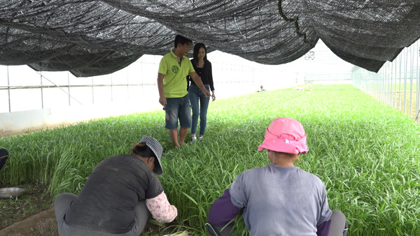 ▲種下溫室空心菜！ 新港青農堅守青脆美味。（圖／記者謝婷婷攝）