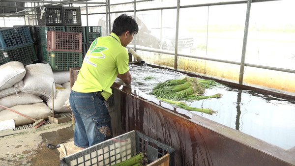 ▲種下溫室空心菜！ 新港青農堅守青脆美味。（圖／記者謝婷婷攝）