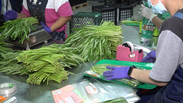 ▲種下溫室空心菜！ 新港青農堅守青脆美味。（圖／記者謝婷婷攝）