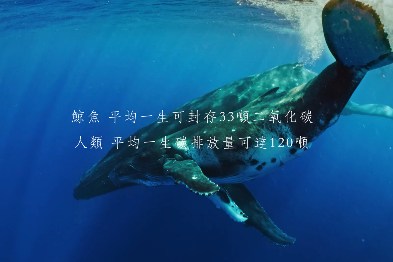 ▲「鯨碳之歌」改編組首獎呈現出鯨魚與人類的對照，鯨魚平均一生可封存33噸二氧化碳。（圖／翻攝自台達集團YouTube）