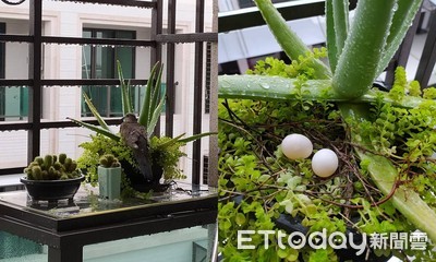 斑鳩相關新聞報導 懶人包 照片 影片 評價 爭議 負評 缺點 Ptt Dcard Ettoday新聞雲 斑鳩相關新聞報導 懶人包 照片 影片 評價 爭議 負評 缺點 Ptt Dcard Ettoday新聞雲