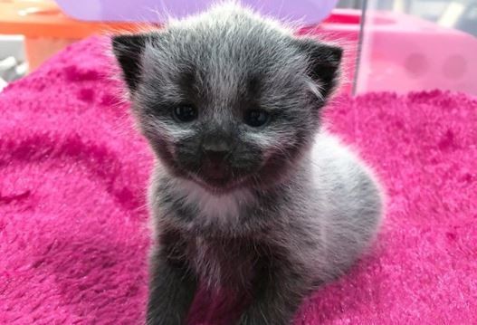 ▲小貓長大變得超像狸貓。（圖／instagram／tinybutmightykittenrescue）