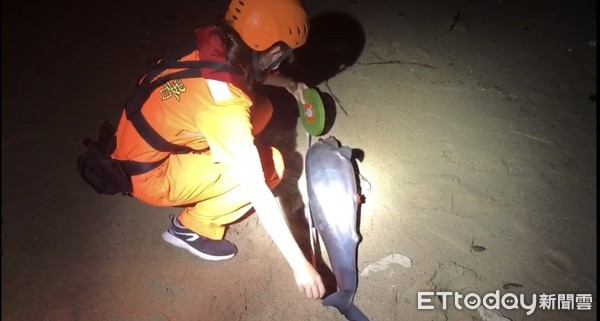 ▲海巡署第6岸巡隊員在後灣沙灘處理這隻飛旋海豚寶寶             。（圖／記者陳崑福翻攝）