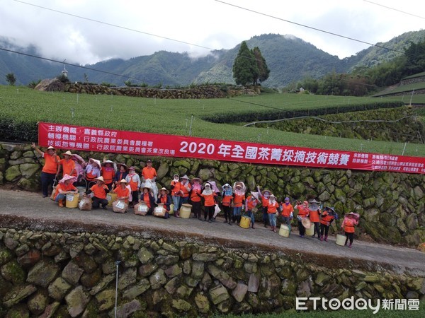 ▲▼  全國採茶好手齊聚嘉義，傳承臺灣手採茶菁好手藝           。（圖／記者翁伊森翻攝）