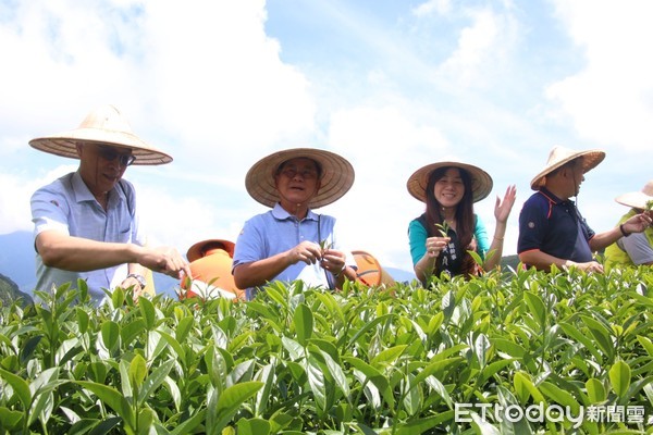 ▲▼  全國採茶好手齊聚嘉義，傳承臺灣手採茶菁好手藝           。（圖／記者翁伊森翻攝）