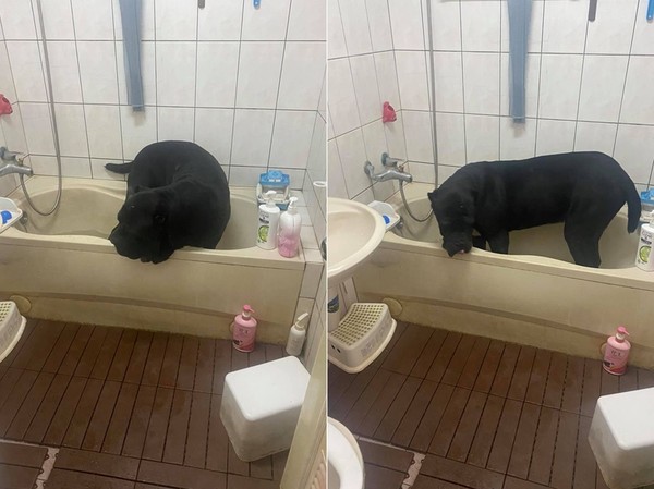 ▲▼紐波利頓犬衝進浴室求洗澡。（圖／有點毛毛的／網友Ben Zeng提供）