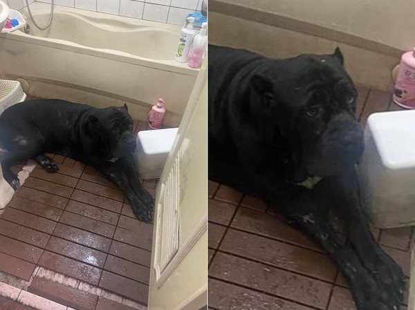 ▲▼紐波利頓犬衝進浴室求洗澡。（圖／有點毛毛的／網友Ben Zeng提供）