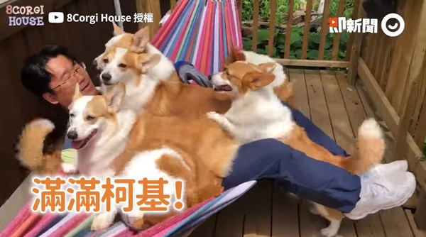 ▲▼8隻柯基。（圖／即新聞／8corgihouse授權提供）