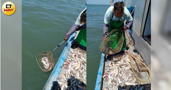 海上大戰2／風電毀海床魚屍遍布　討海人收入慘剩10分之1