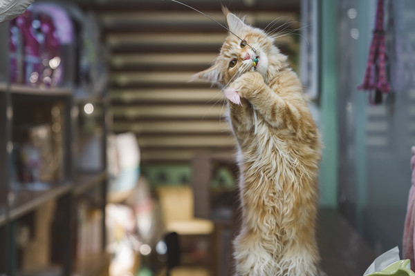 ▲▼貓,逗貓,逗貓棒,貓玩具,寵物玩具。（圖／CFP）