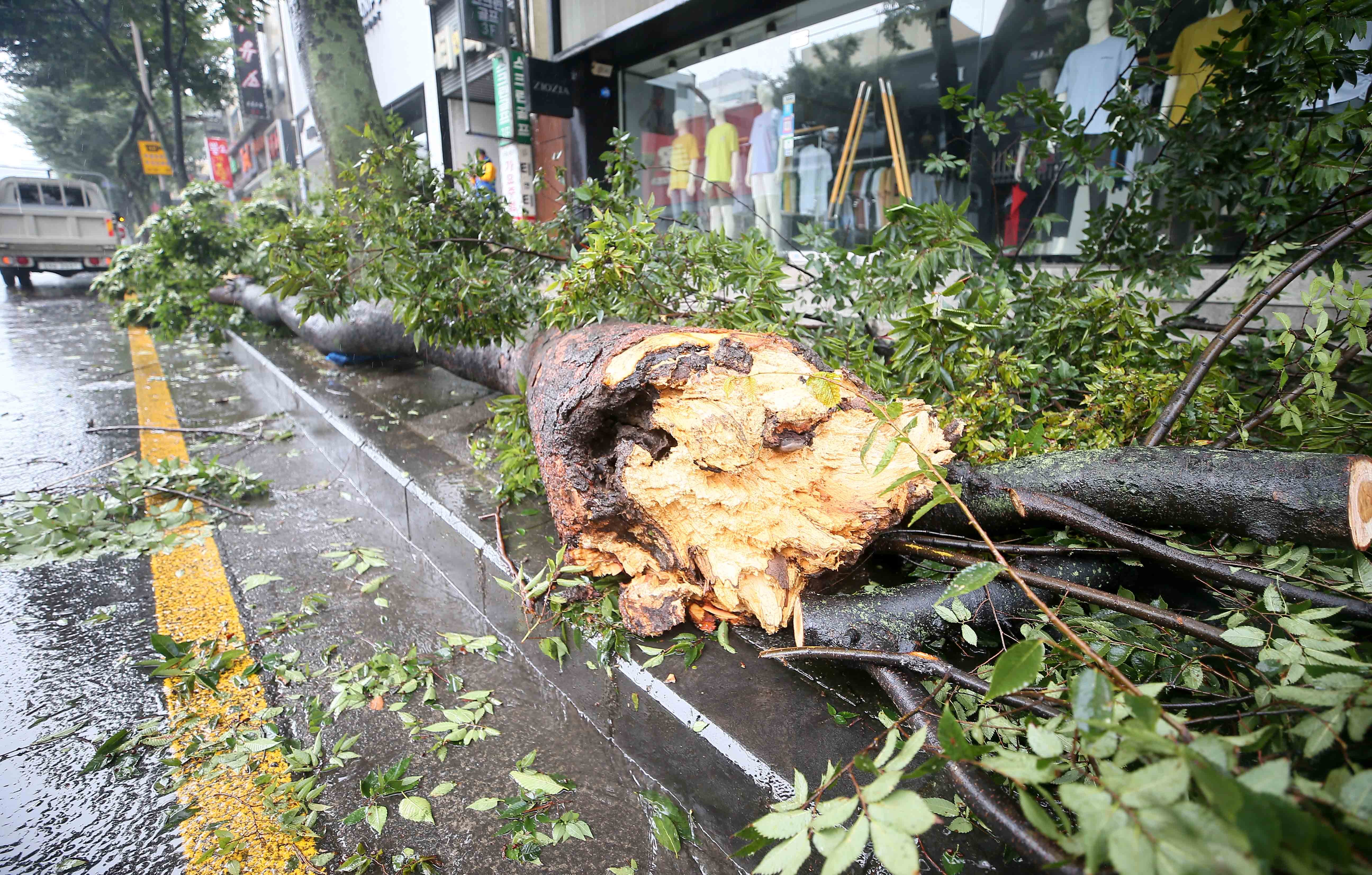 ▲▼颱風巴威強襲，南韓濟州島開始出現災情。（圖／達志影像）
