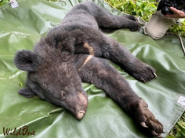 ▲野生動物救治。（圖／翻攝自Facebook／野灣野生動物保育協會）