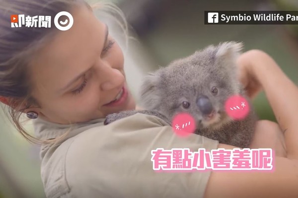 ▲▼澳洲無尾熊Maddie。（圖／即新聞／Symbio Wildlife Park授權提供）