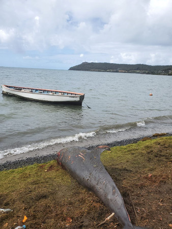 ▲▼ 模里西斯觸礁後，13只海豚被發現死在附近海灘上 。（圖／路透）