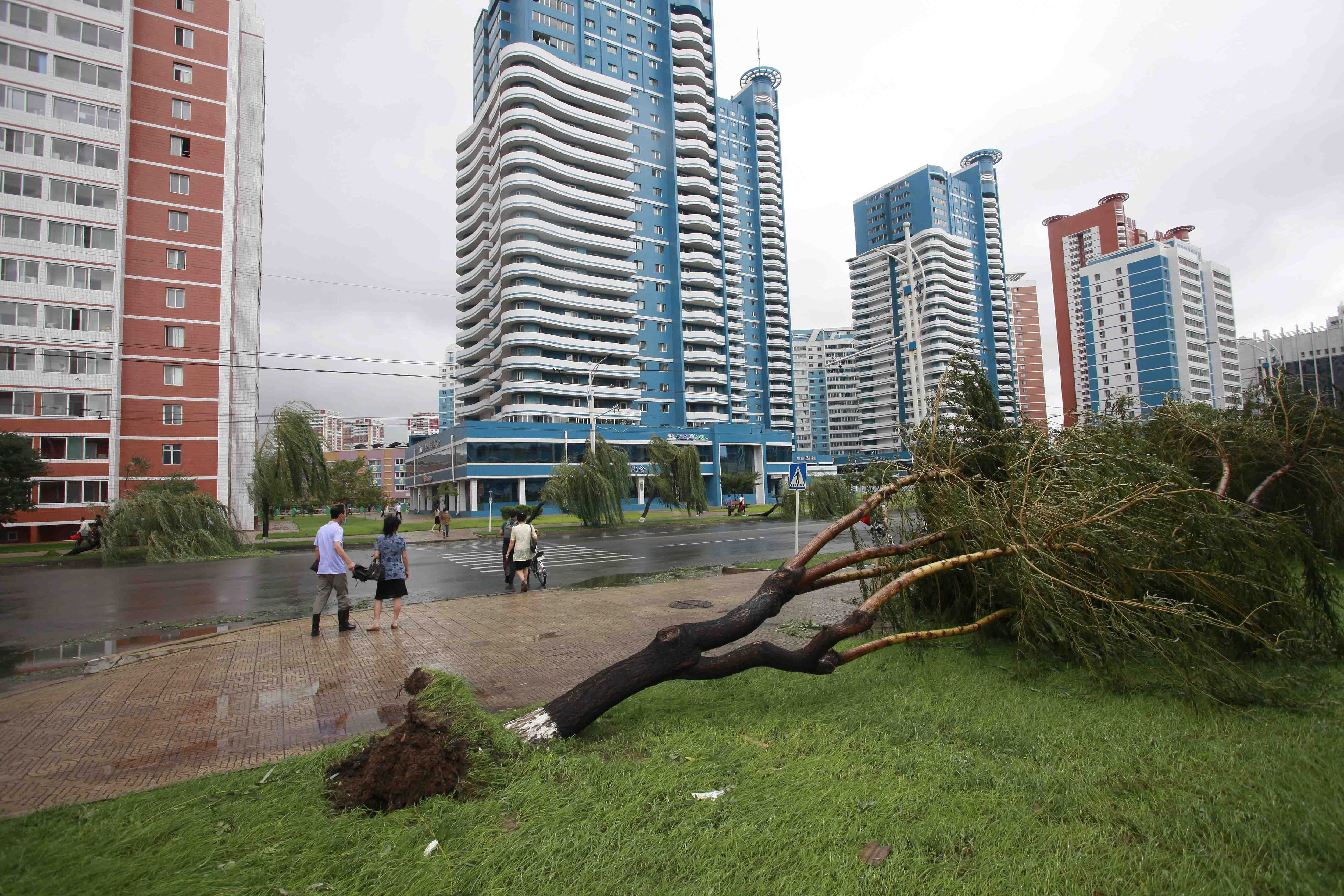 ▲▼颱風巴威登陸，北韓首都平壤路樹倒塌。（圖／達志影像／美聯社）
