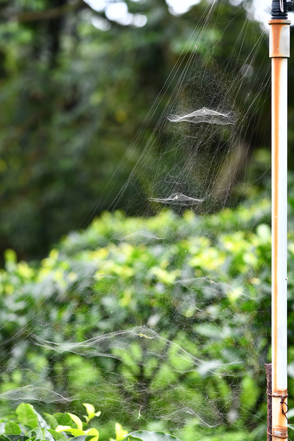 ▲▼泉字雲斑蛛在茶樹上結網棲息。（圖／農委會特生中心提供、羅英元攝）